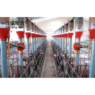 अनुकूलित पिंजरे और पेन के लिए ISO9001 2008/CE/BV प्रमाणित सूअर पालन व्यवसाय योजना