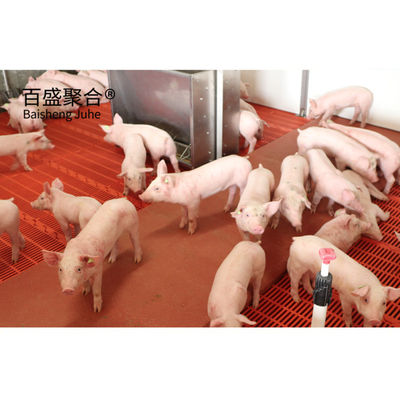 Steel Structure Piggery House Design for Pig Farming Tolerance ± 1% एमटीएस ड्राइंग डिजाइन