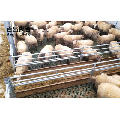 Steel Structure Piggery House Design for Pig Farming Tolerance ± 1% एमटीएस ड्राइंग डिजाइन