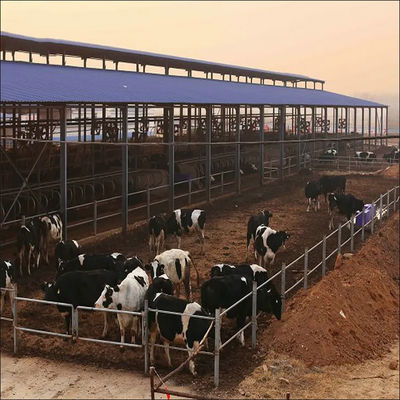 हल्के स्टील फ्रेम पूर्वनिर्मित डेयरी गाय फार्म शेड सैंडविच पैनल और पीवीसी खिड़की के साथ